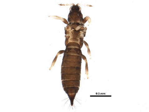 Image of Thrips validus Uzel 1895