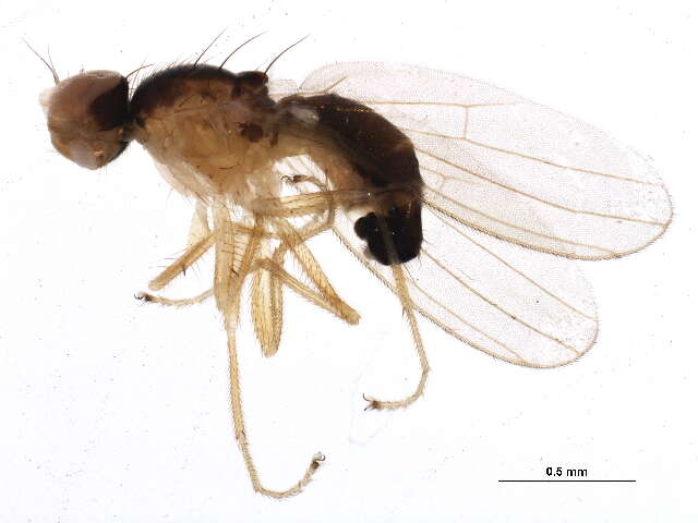 Image of anthomyzid flies