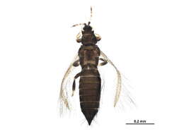 صورة Tenothrips frici (Uzel 1895)