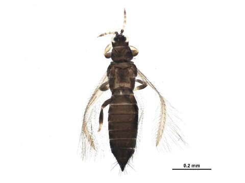 صورة Tenothrips frici (Uzel 1895)