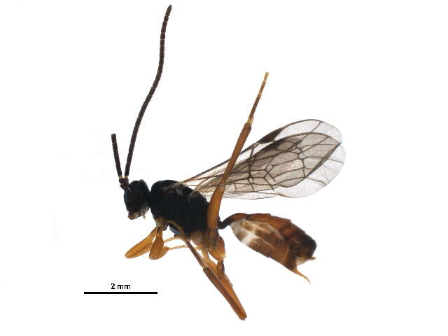 Image of Sphecophaga