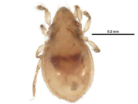 Image of Liebstadiidae