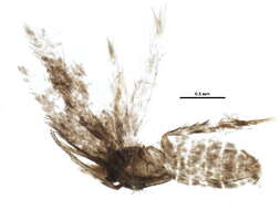 صورة Stigmella oxyacanthella (Stainton 1854) Beirne 1945