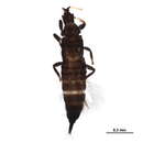 Haplothrips (Haplothrips) verbasci (Osborn 1897) resmi