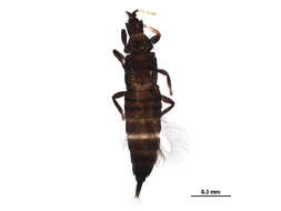 Image of Haplothrips (Haplothrips) verbasci (Osborn 1897)