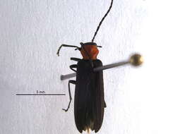 Image of Red-necked False Blister Beetle