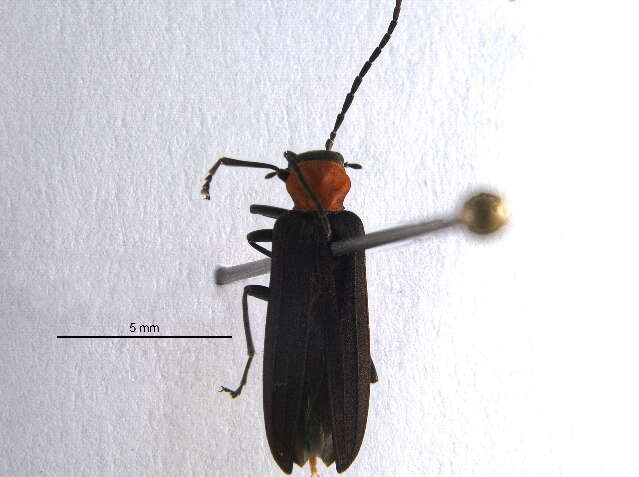 Image of Red-necked False Blister Beetle