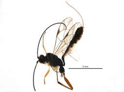 Image of Leptocampoplex cremastoides (Holmgren 1860)