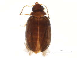 Image of Cyphon obscurellus Klausnitzer 1976