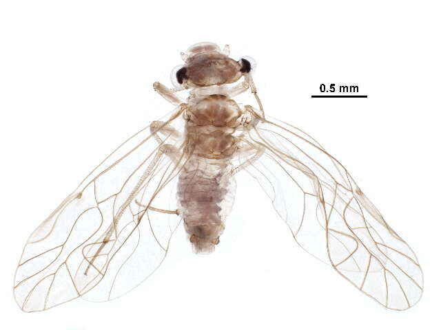 Mesopsocus laticeps (Kolbe 1880) resmi