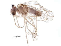 Mesopsocus laticeps (Kolbe 1880) resmi