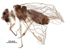 Mesopsocus laticeps (Kolbe 1880) resmi