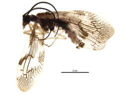 Image of Climacia areolaris (Hagen 1861)