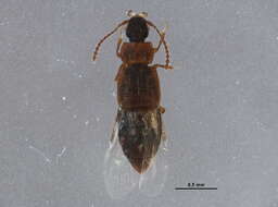 Image of Omaliinae