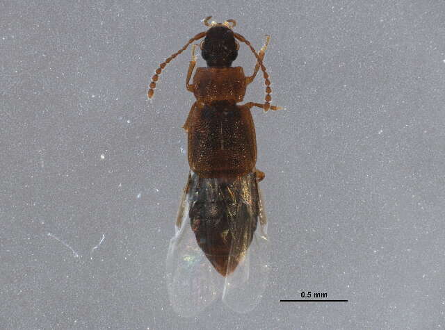 Image of Omaliinae