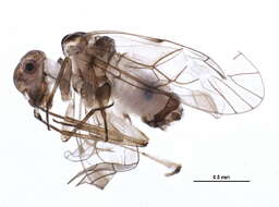 Image of Blastopsocus semistriatus (Walsh 1862)