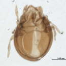 Image of Astegistidae Balogh 1961