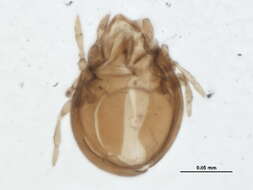 Image of Astegistidae Balogh 1961