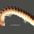 Image of Parajulidae