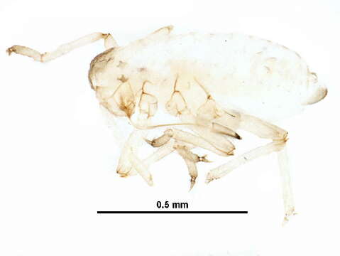 Слика од Prociphilus (Meliarhizophagus) fraxinifolii (Riley & C. V. 1879)