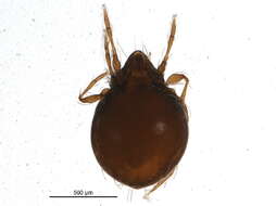 Image of Mite