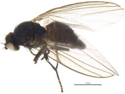 Imagem de Chromatomyia