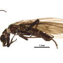 Image of Thin Snowfly