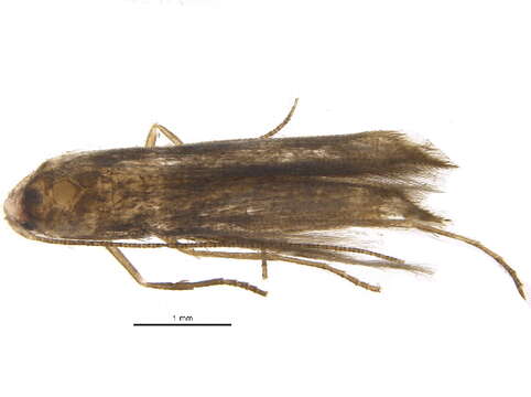 Image of Lyonetia ledi Wocke 1859