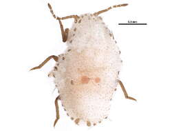 Image of giant mealybugs