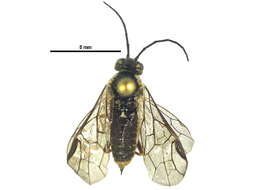 Image of Pikonema dimmockii (Cresson)