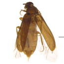 Image of Pectotoma hoppingi Hatch 1965