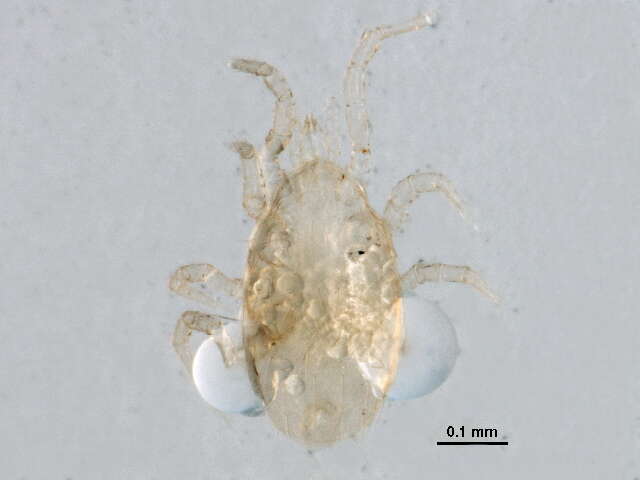 Image of Melicharidae