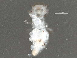 Image of Philotarsus californicus Mockford 2007