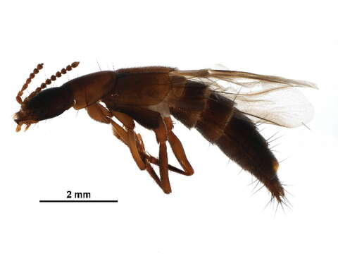 Image de Quedius (Microsaurus) incisus Hatch 1957