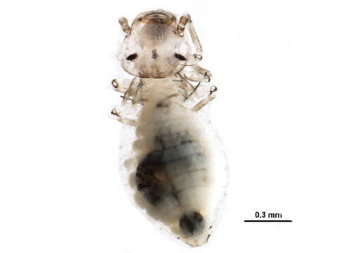 Image of Philotarsus californicus Mockford 2007