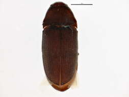 Image of Trixagus sericeus (Le Conte 1868)