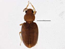 Image of Corticariinae