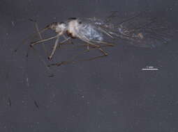 Image of Common sycamore aphid