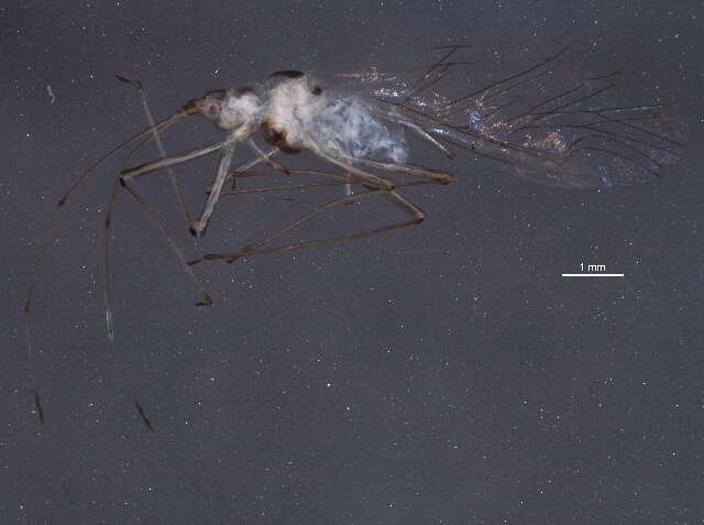 Image of Common sycamore aphid