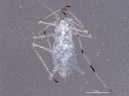 Image of Common sycamore aphid