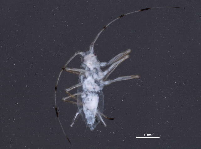 Image of Common sycamore aphid