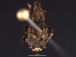 Image of <i>Sthereus horridus</i>