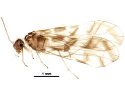 Image of Graphopsocus