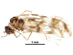 Graphopsocus resmi