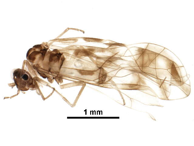 Image of Graphopsocus