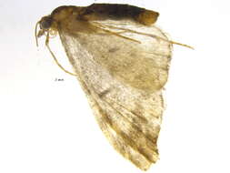 Image of Eupithecia rotundopuncta Packard 1871