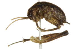 Pristoceuthophilus celatus (Scudder & S. H. 1894)的圖片