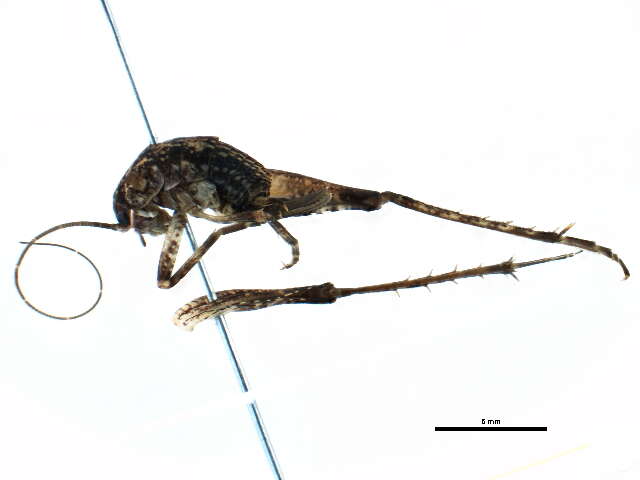 Pristoceuthophilus celatus (Scudder & S. H. 1894)的圖片