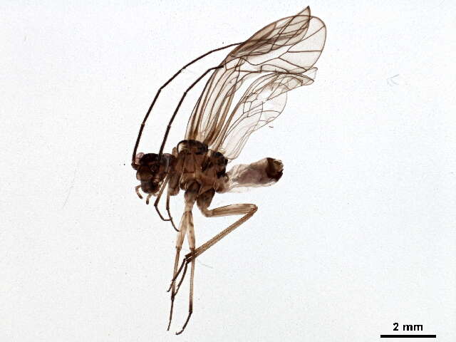 Image of Mesopsocus unipunctatus (Müller & O. F. 1764)