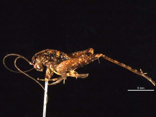 Pristoceuthophilus celatus (Scudder & S. H. 1894)的圖片